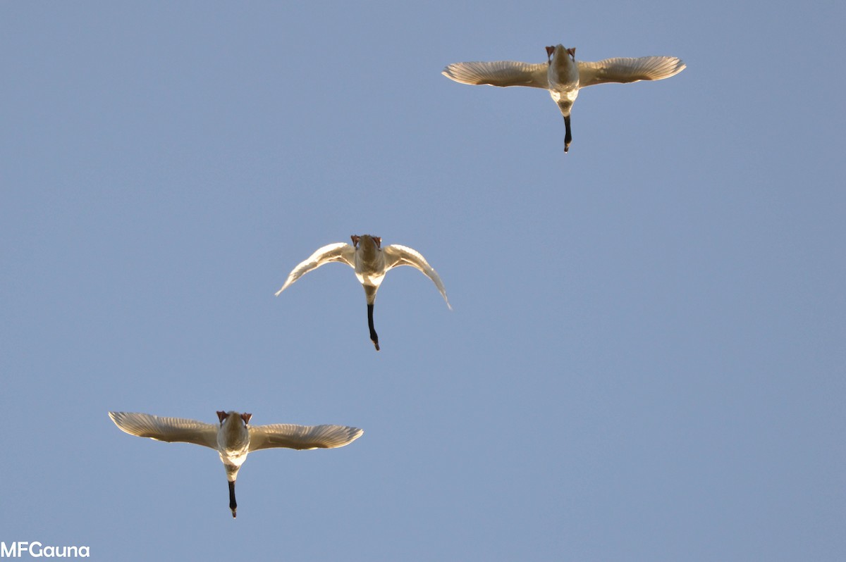 Black-necked Swan - ML247221261