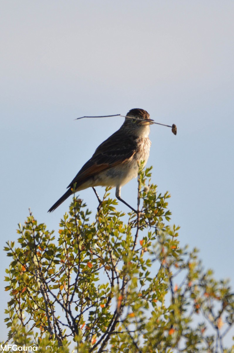 Spectacled Tyrant - ML247221371