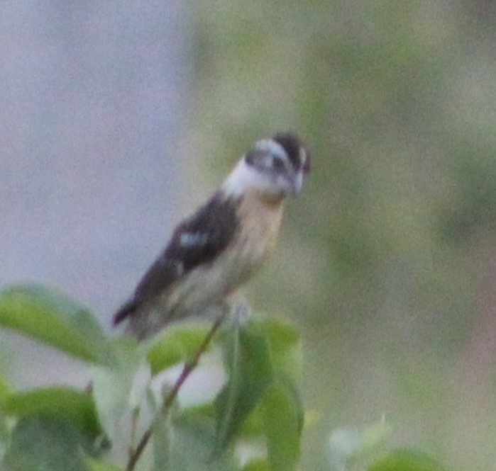 Black-headed Grosbeak - ML247221791