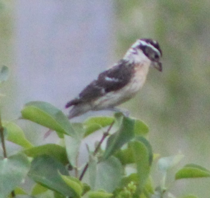 Black-headed Grosbeak - ML247221801