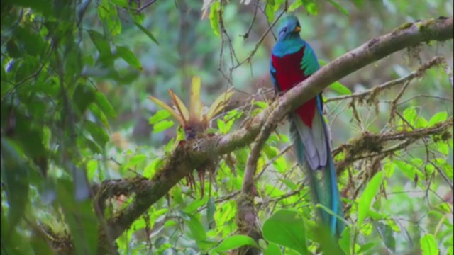 Resplendent Quetzal - ML247223541