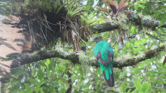 Resplendent Quetzal - ML247223911