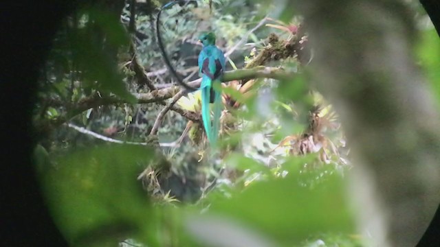 Resplendent Quetzal - ML247223921