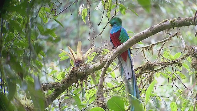 Resplendent Quetzal - ML247226151