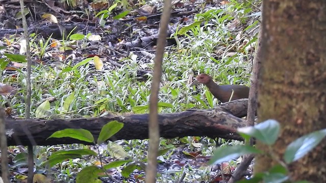 Rufous-necked Wood-Rail - ML247226471