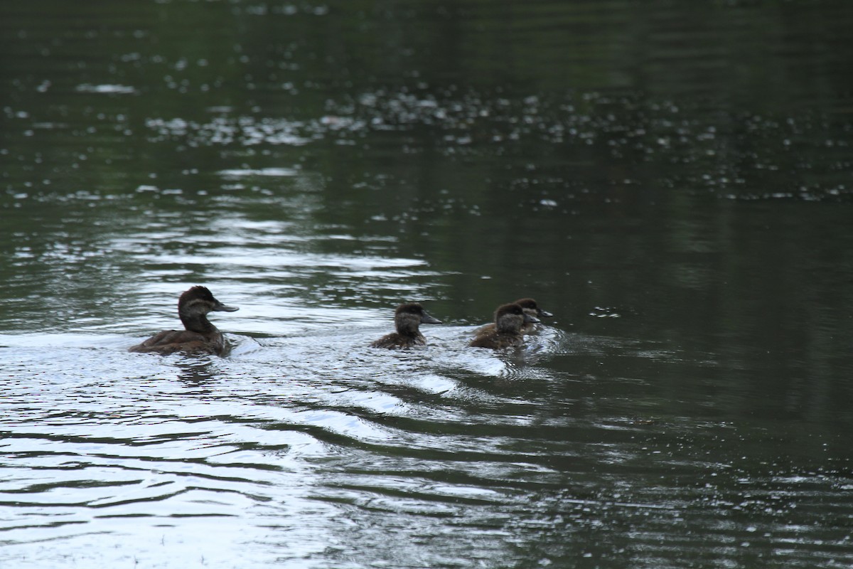 Ruddy Duck - ML247227091