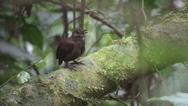 Nightingale Wren - ML247227501