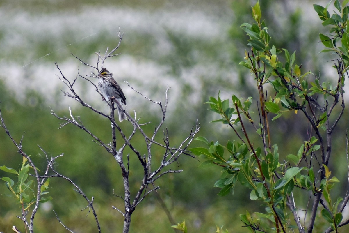 Savannah Sparrow (Savannah) - ML247229931
