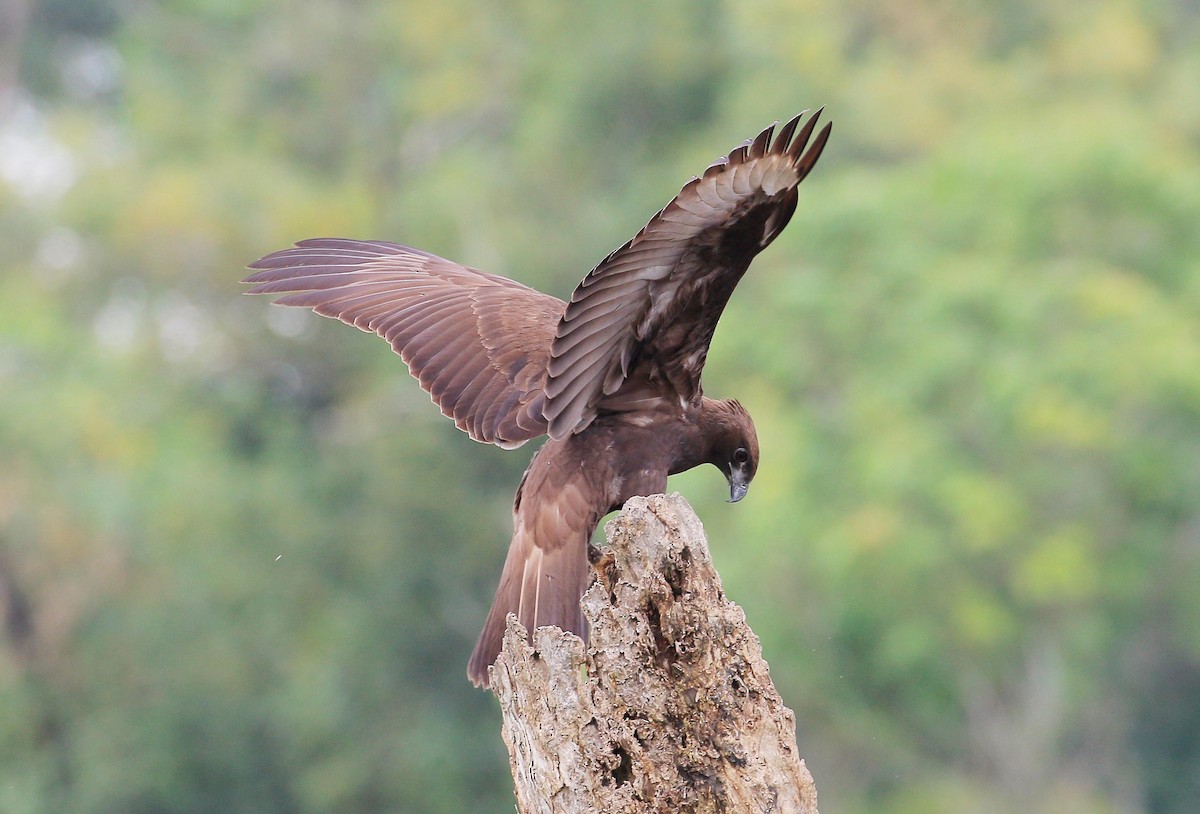 indiaskogørn (limnaeetus gr.) - ML24723041