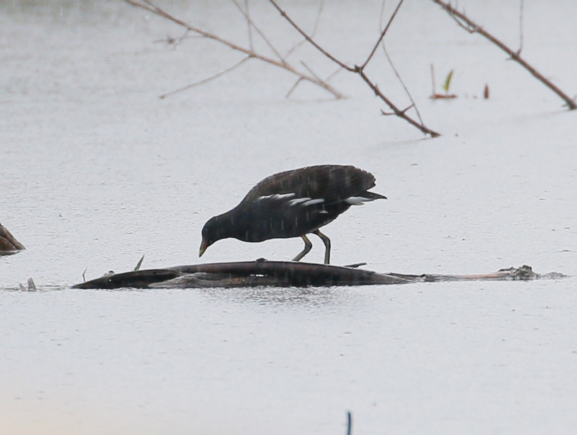 Gallinule poule-d'eau - ML24723091