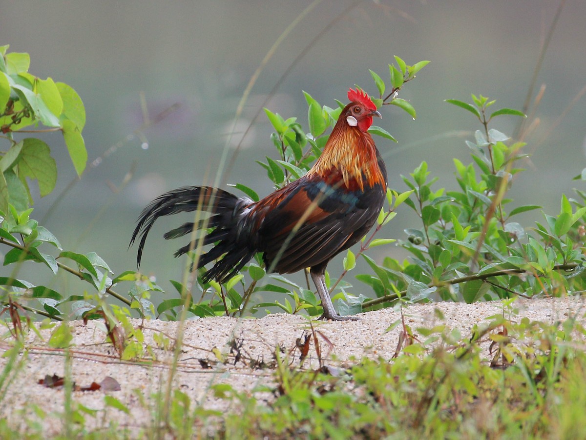 Red Junglefowl - ML24723171