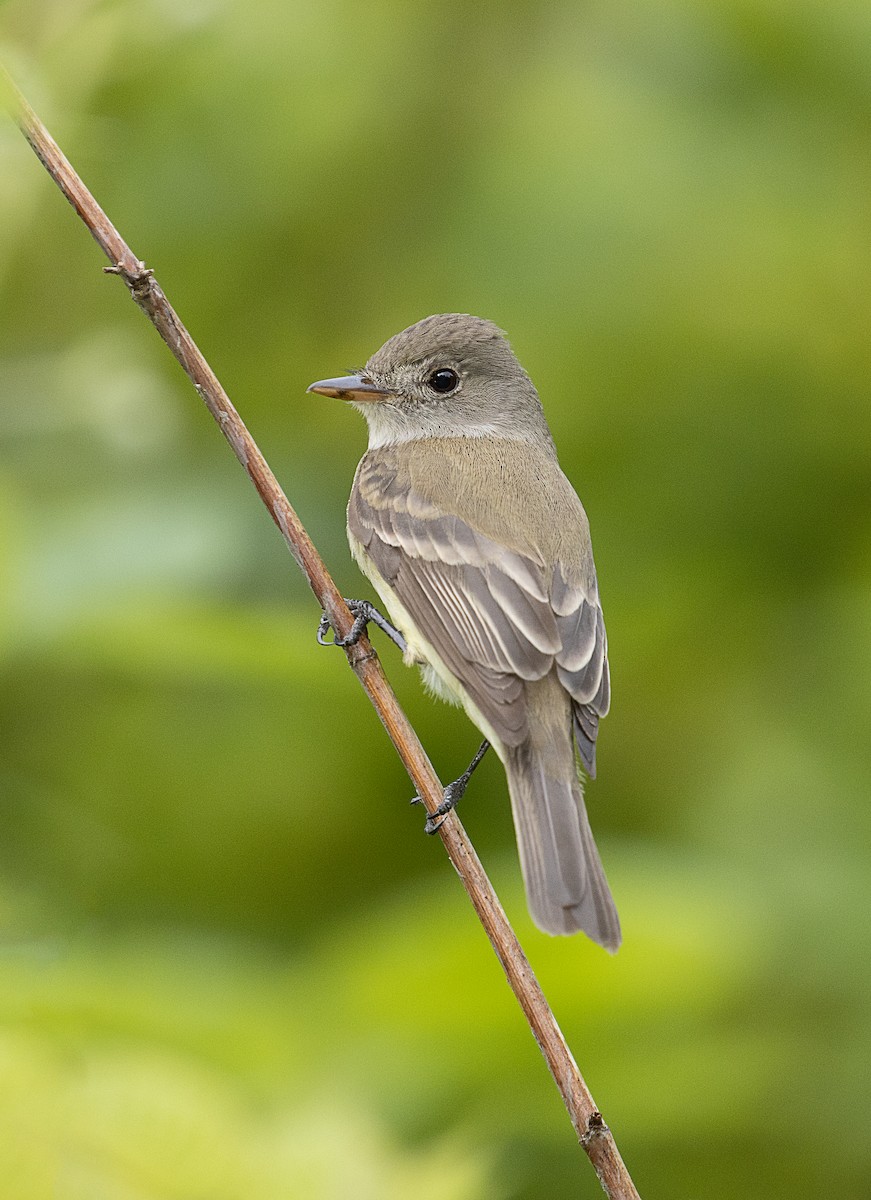 Willow Flycatcher - mark daly