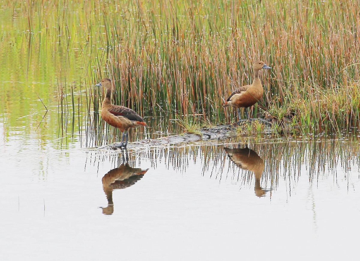 Lesser Whistling-Duck - ML24723271