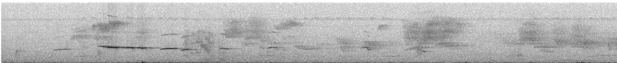 Salomonenfächerschwanz (lavellae) - ML247234