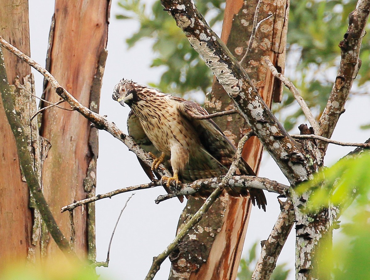 Oriental Honey-buzzard - ML24723441