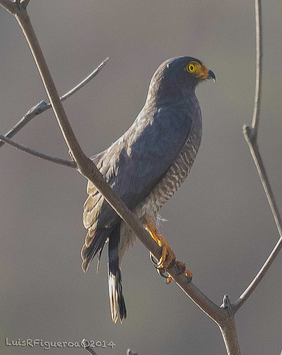 Roadside Hawk - ML247234771