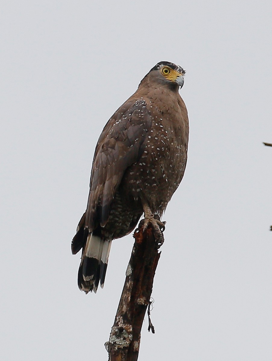 Crested Serpent-Eagle - Neoh Hor Kee