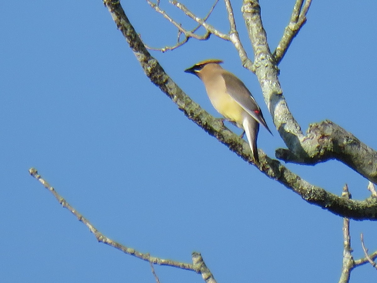 Cedar Waxwing - ML247235371