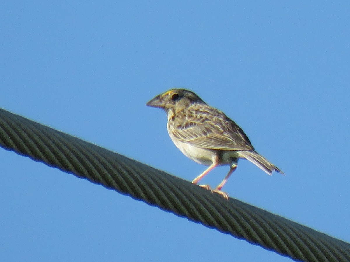Grasshopper Sparrow - ML247235421