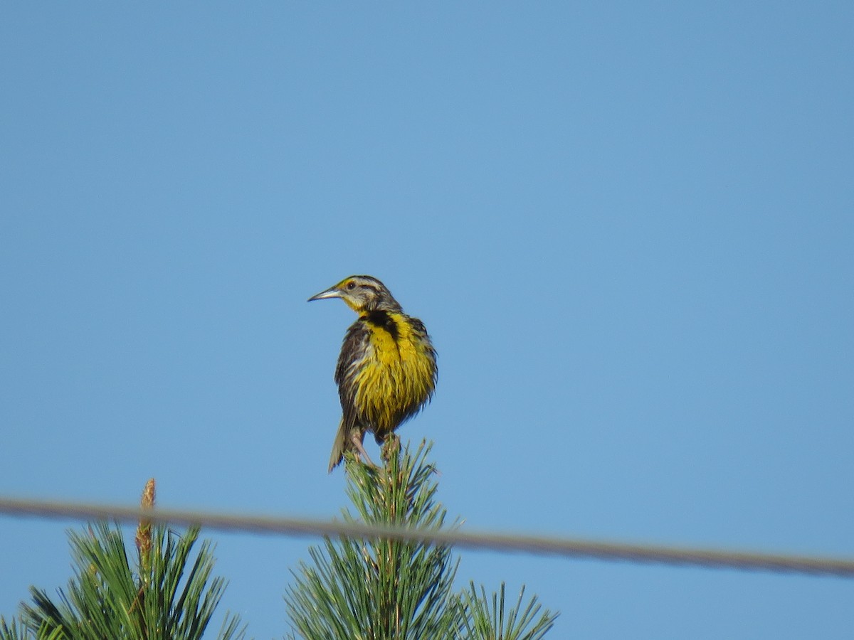 Eastern Meadowlark - Marc Ribaudo