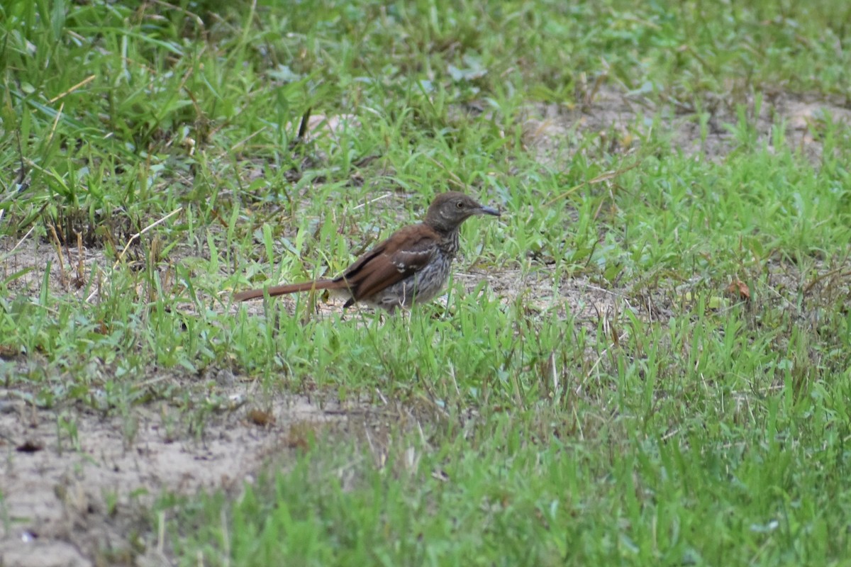 Brown Thrasher - ML247237071