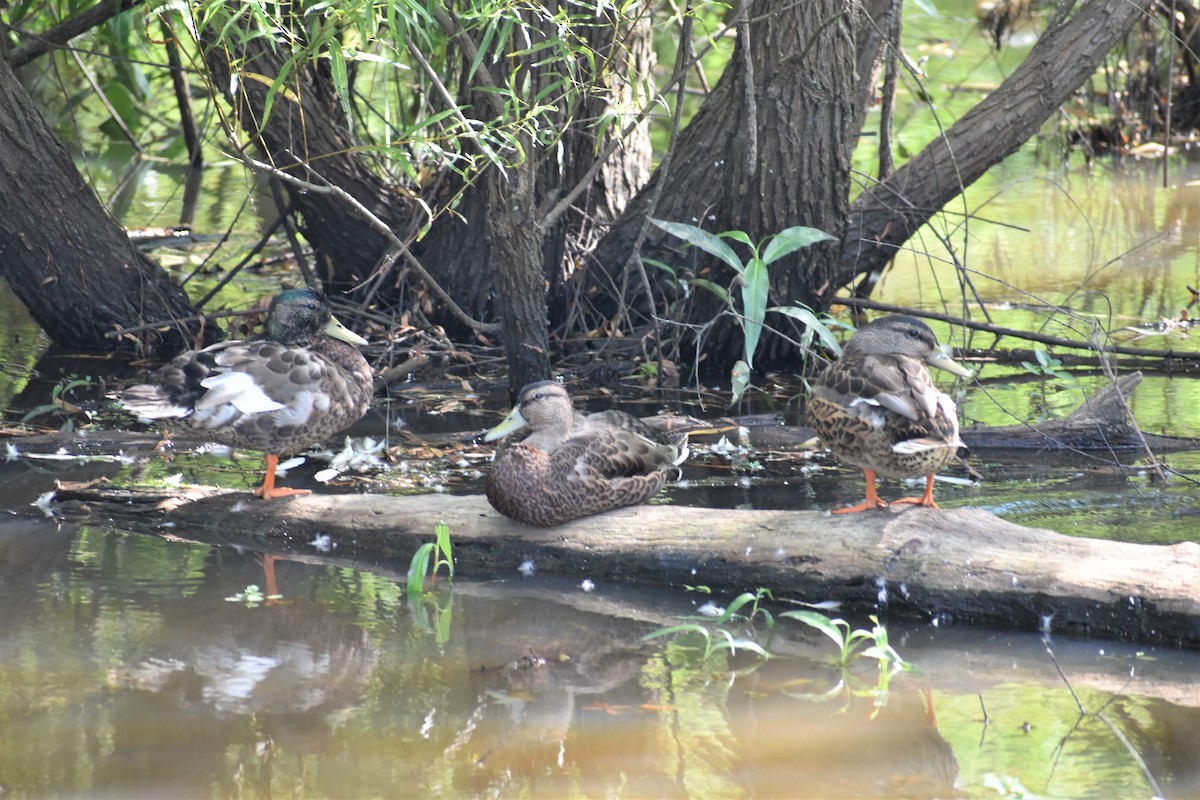 Canard colvert - ML247237121