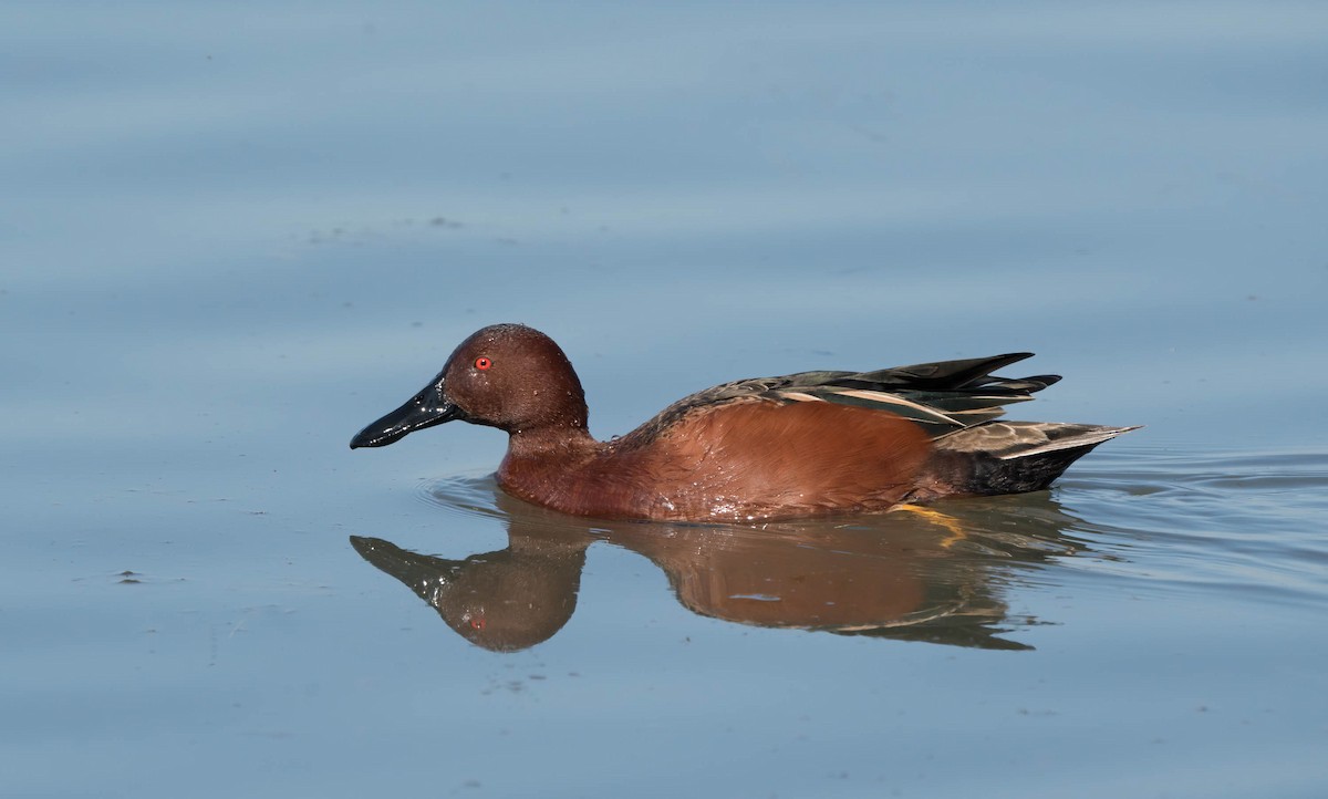 Cinnamon Teal - Gary Larsen