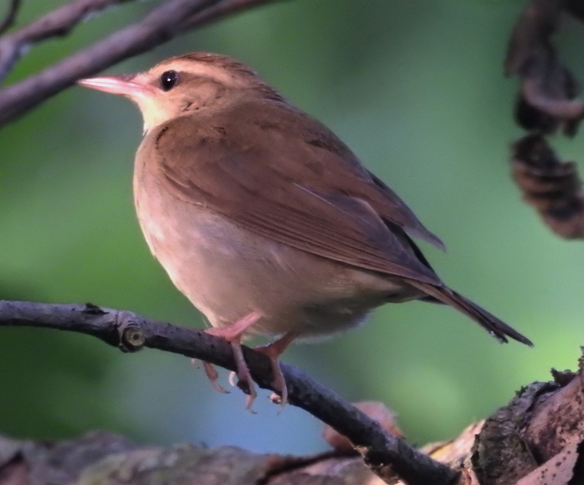 Swainson's Warbler - ML247238061