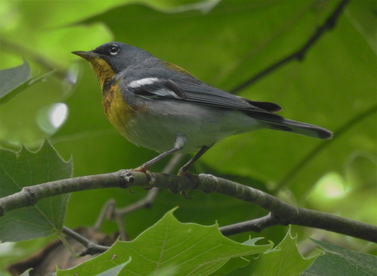 Northern Parula - Paul McKenzie