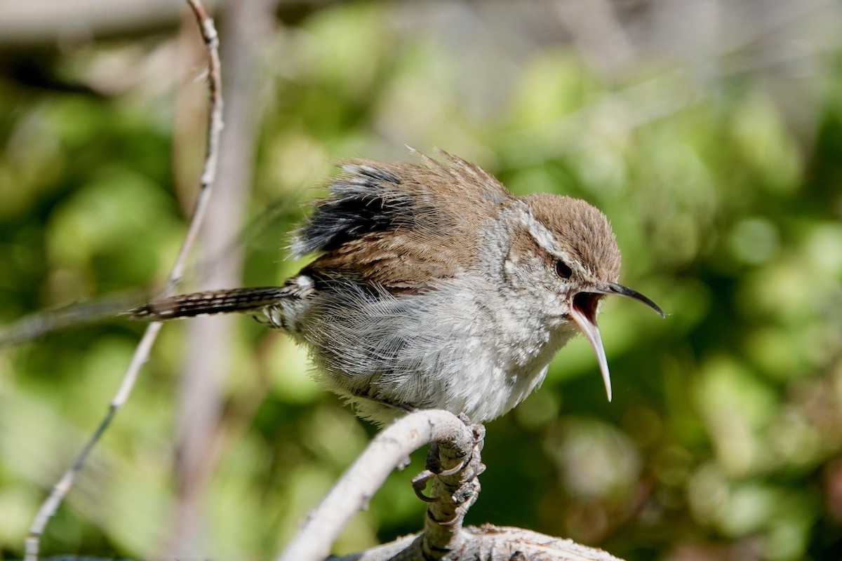 Bewick's Wren - ML247239281