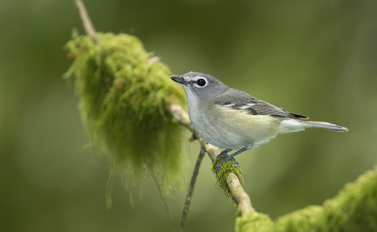 Cassin's Vireo - ML247239961