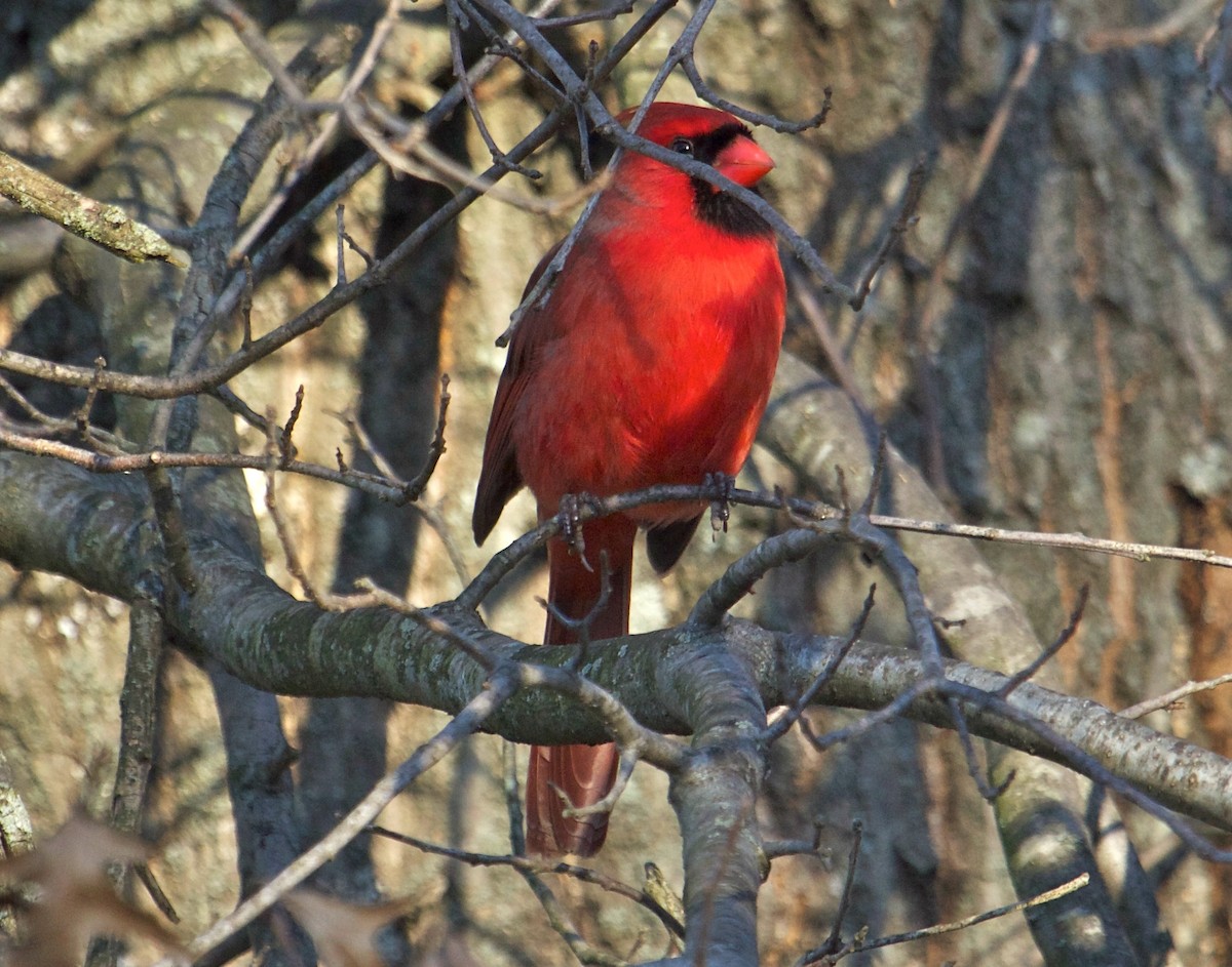 Cardinal rouge - ML24724011