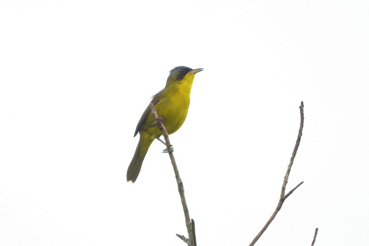 Southern Yellowthroat - ML247241381