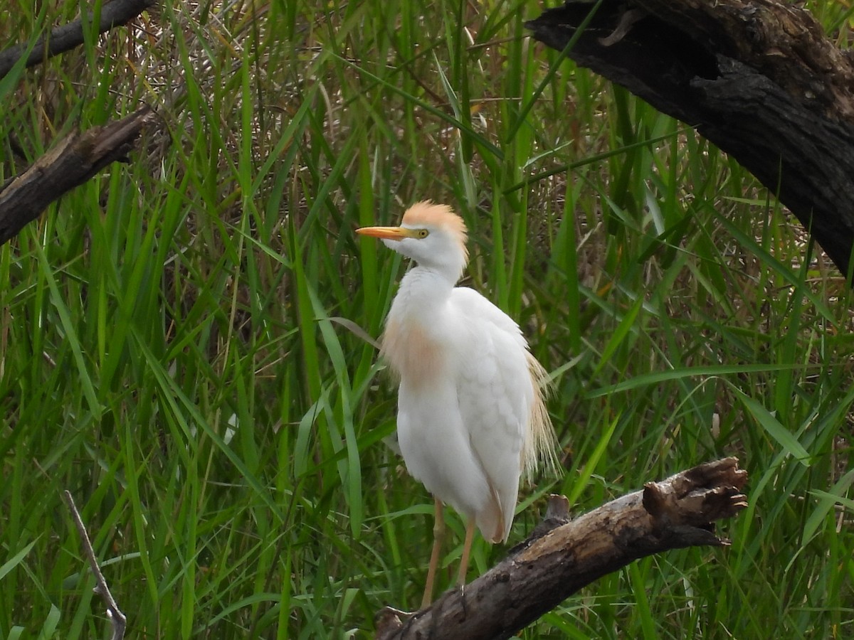 Western Cattle Egret - ML247243131