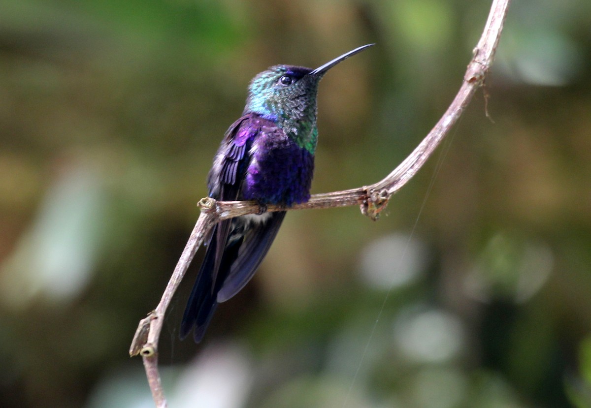 kolibřík vidloocasý - ML247243511