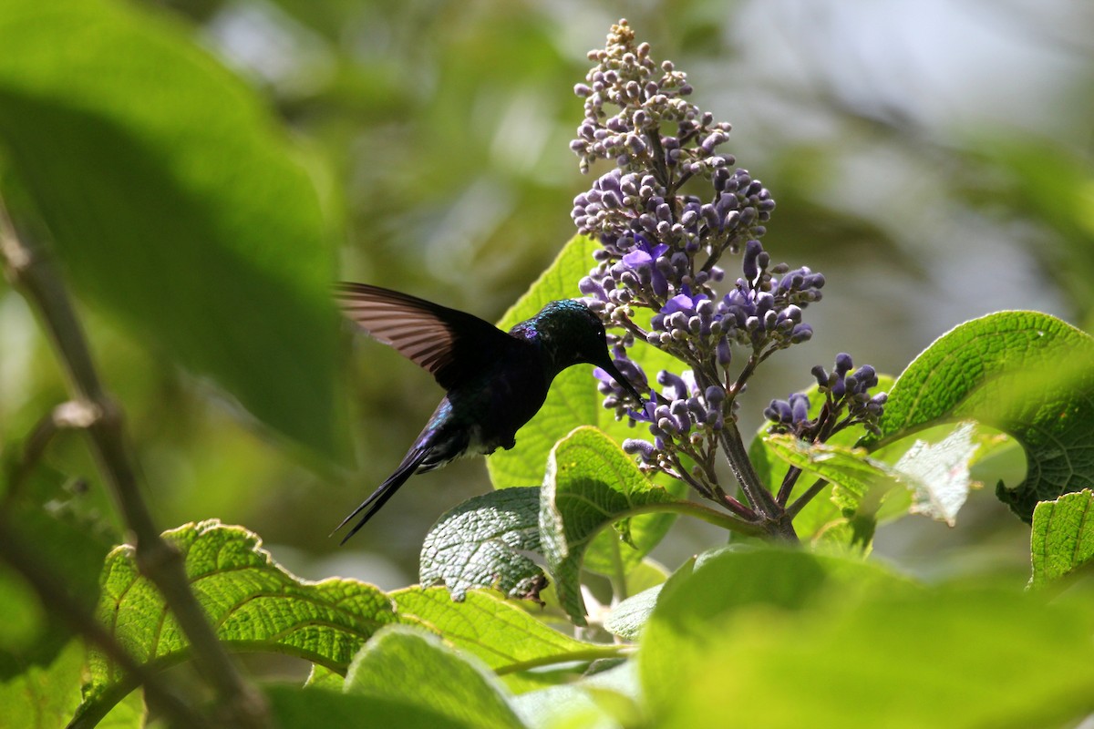 kolibřík vidloocasý - ML247243651