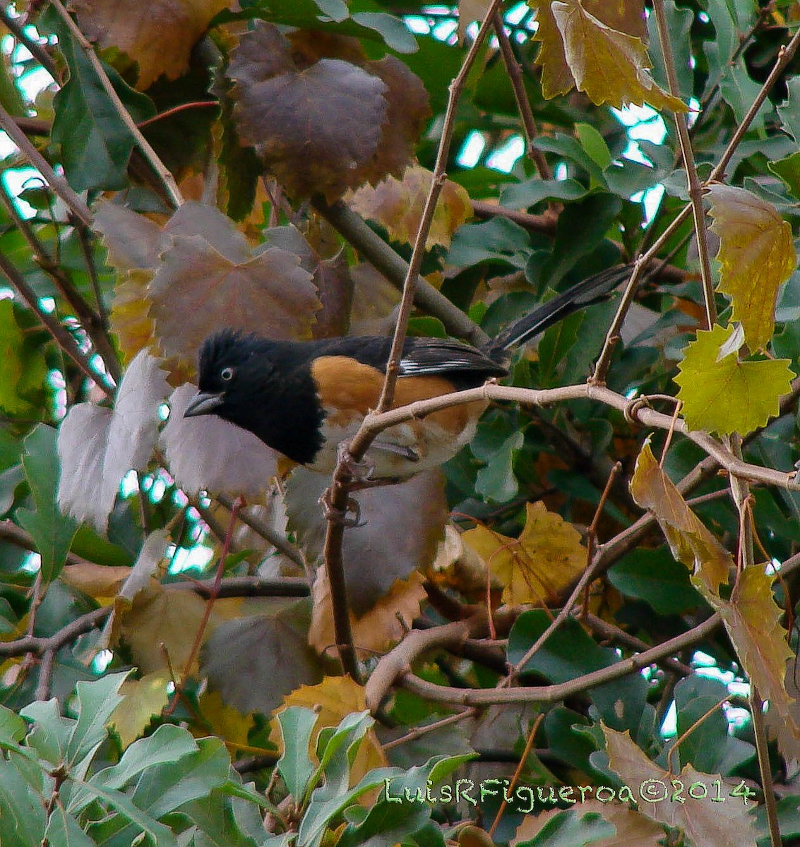 Eastern Towhee - ML247244891