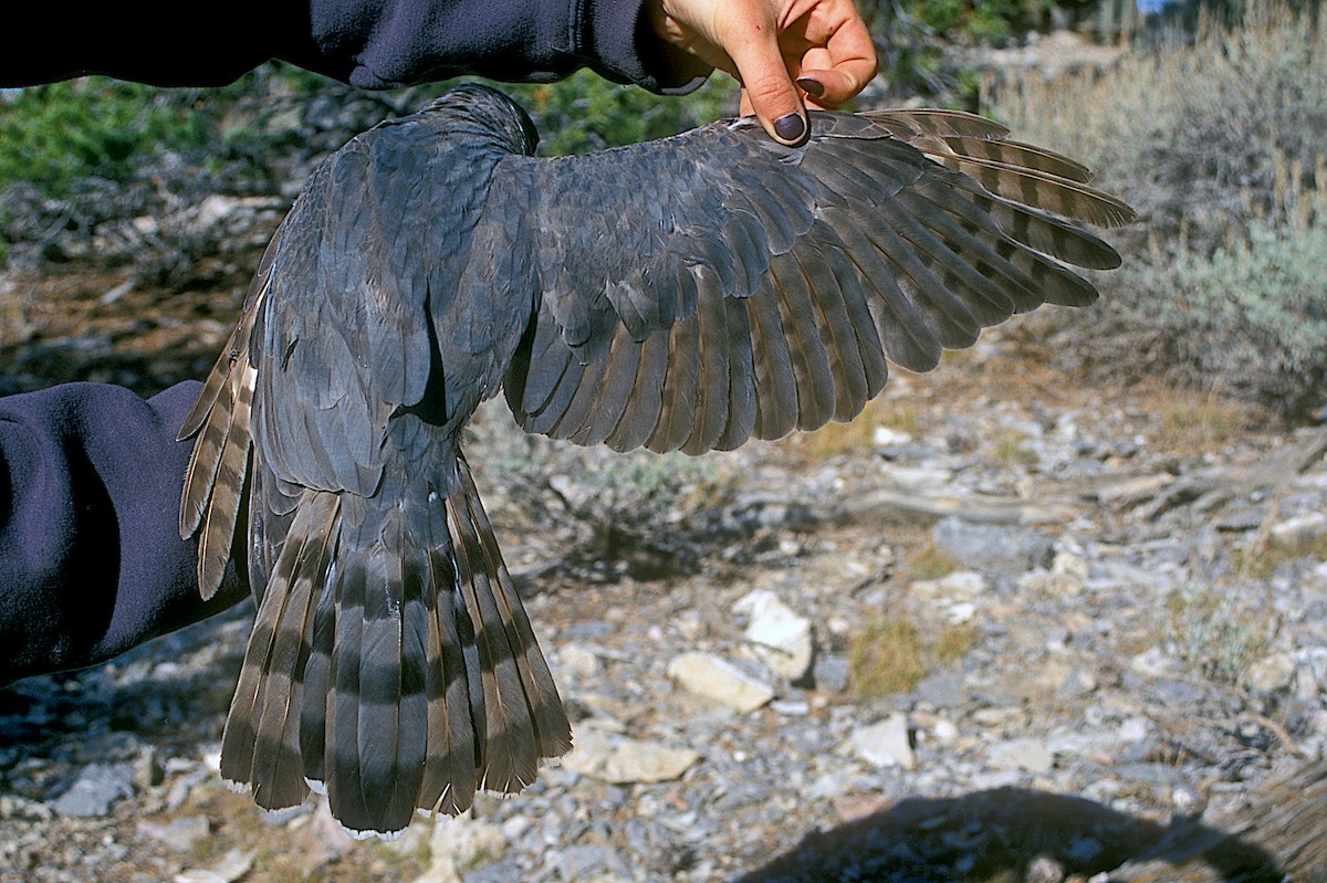 Cooper's Hawk - ML247245711