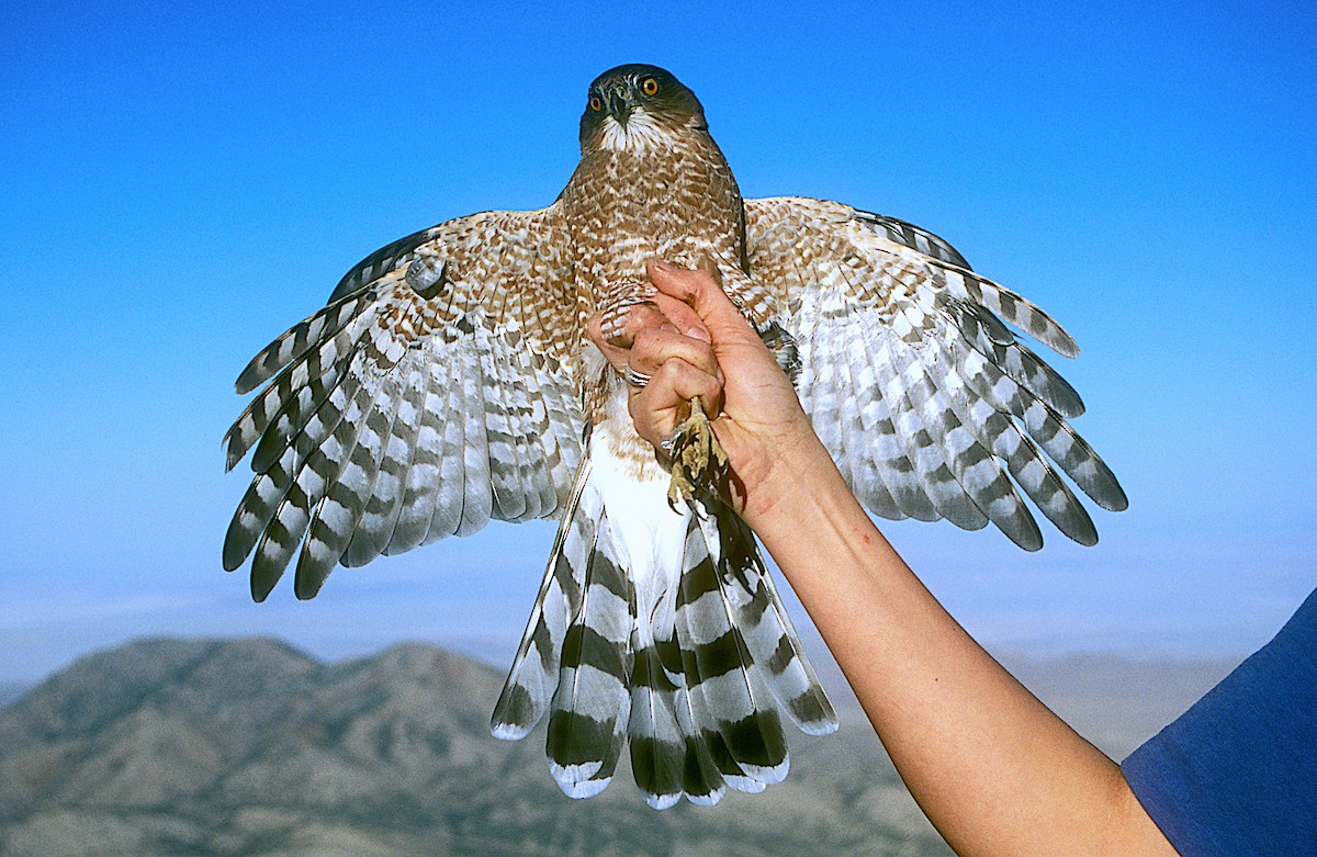 Cooper's Hawk - ML247245871