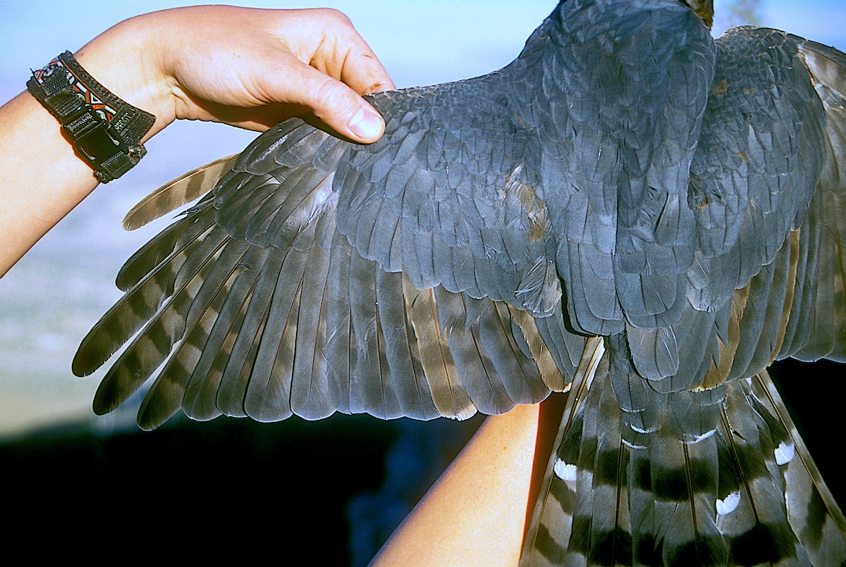 Cooper's Hawk - ML247246031