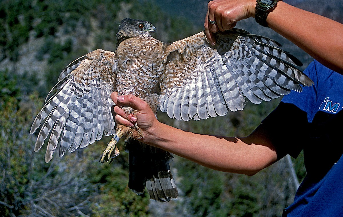 Cooper's Hawk - ML247247421