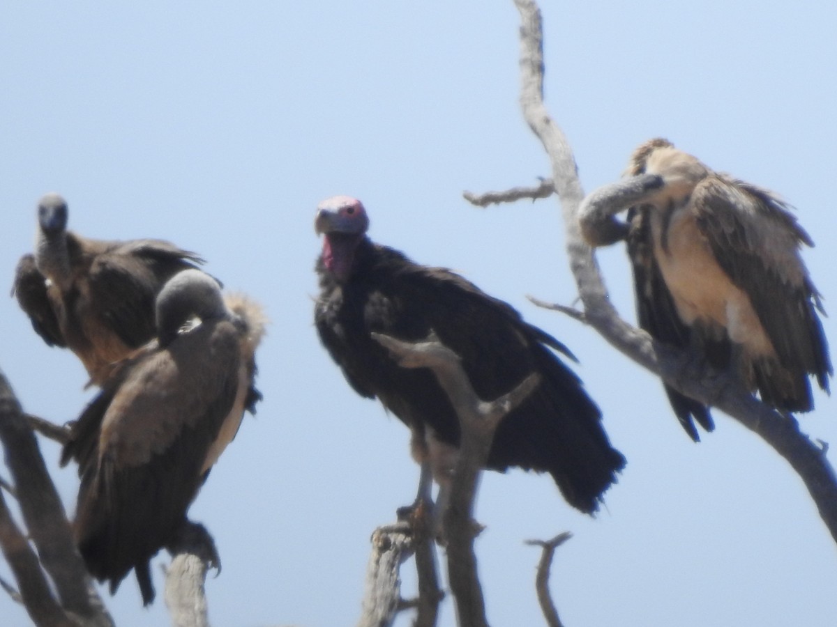 Lappet-faced Vulture - ML247248161