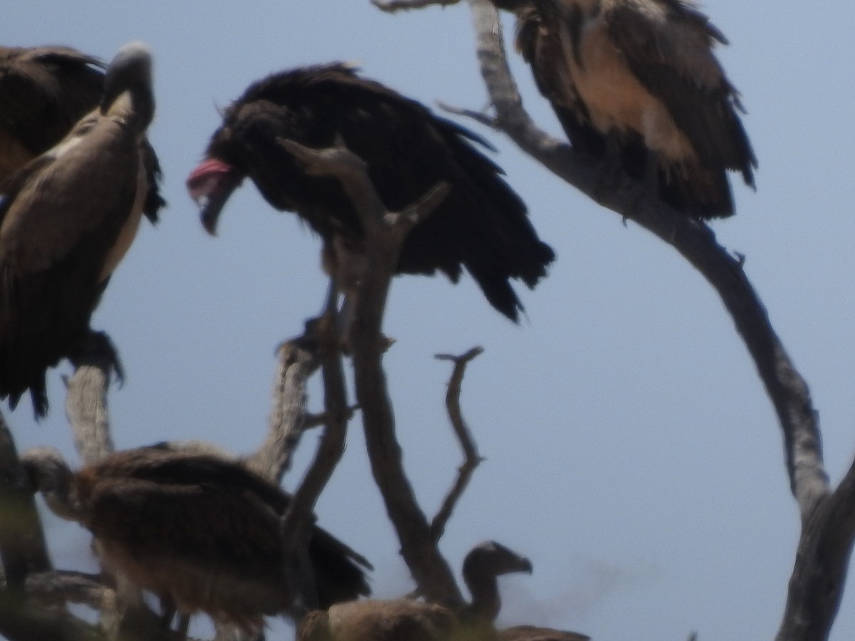 Lappet-faced Vulture - ML247248181