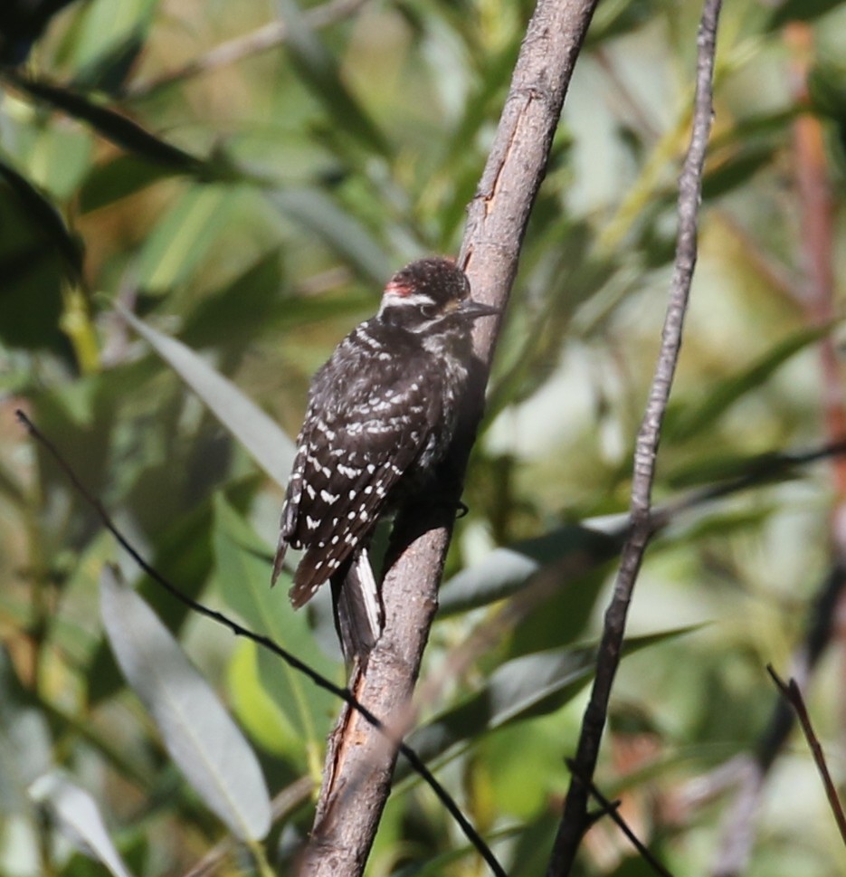 woodpecker sp. - ML247248381