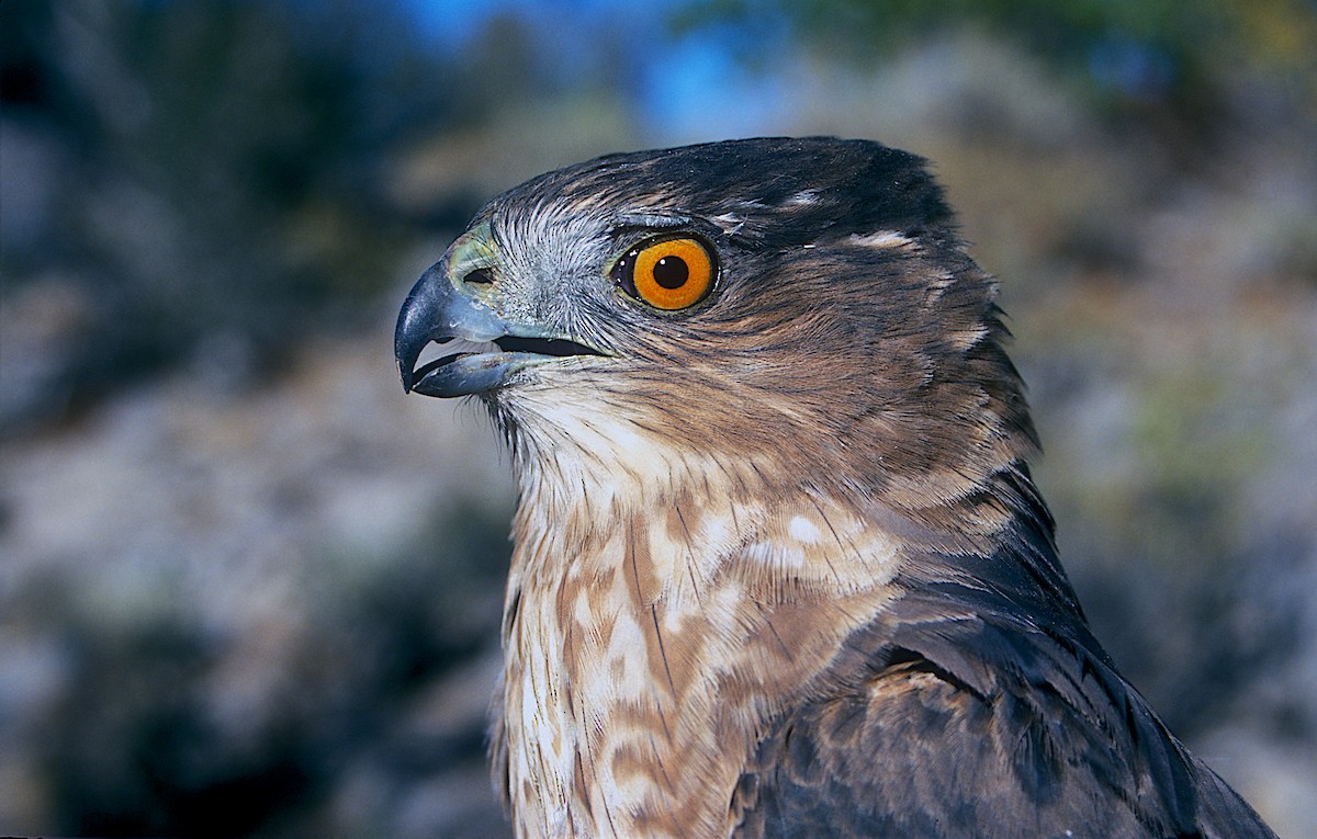 Cooper's Hawk - ML247248921