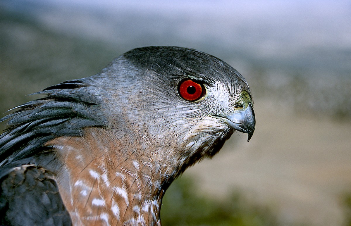 Cooper's Hawk - ML247248951