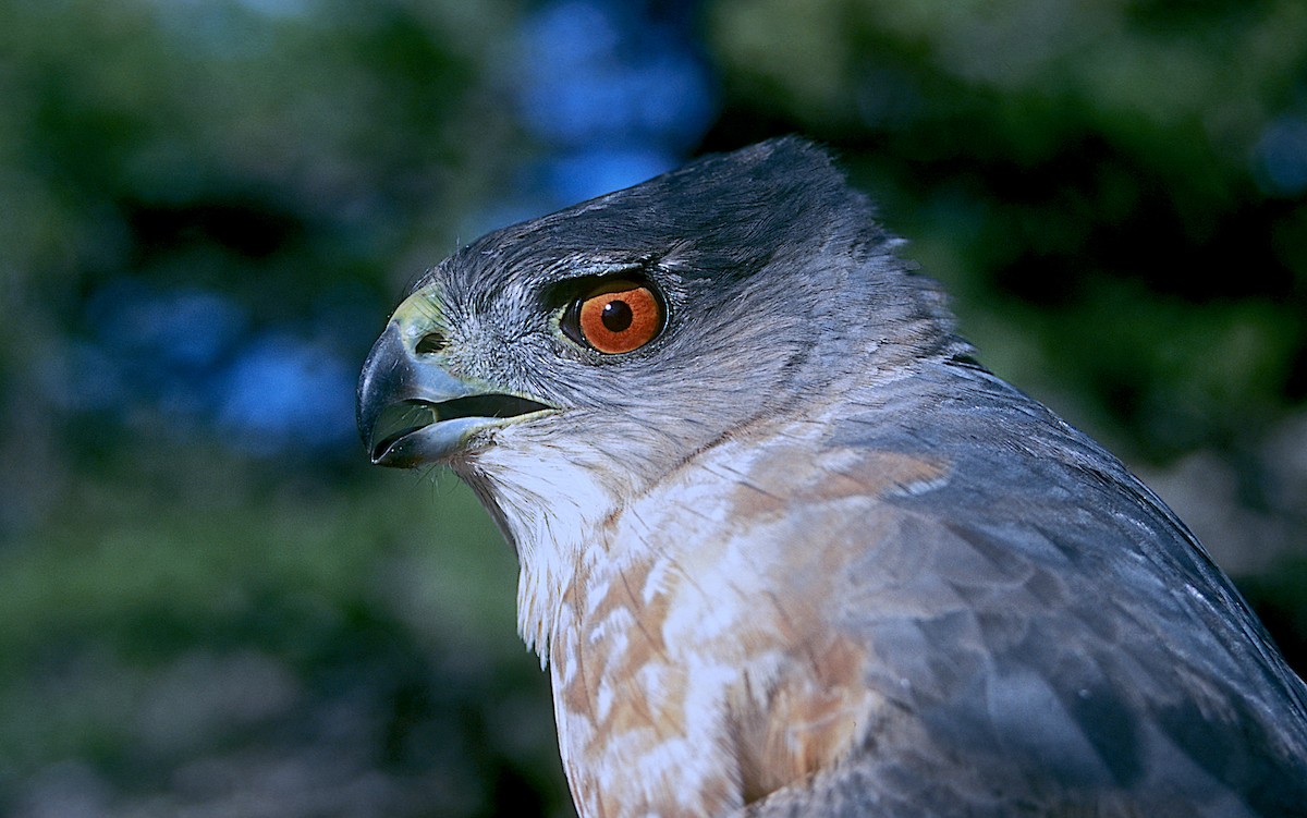 Cooper's Hawk - ML247248971