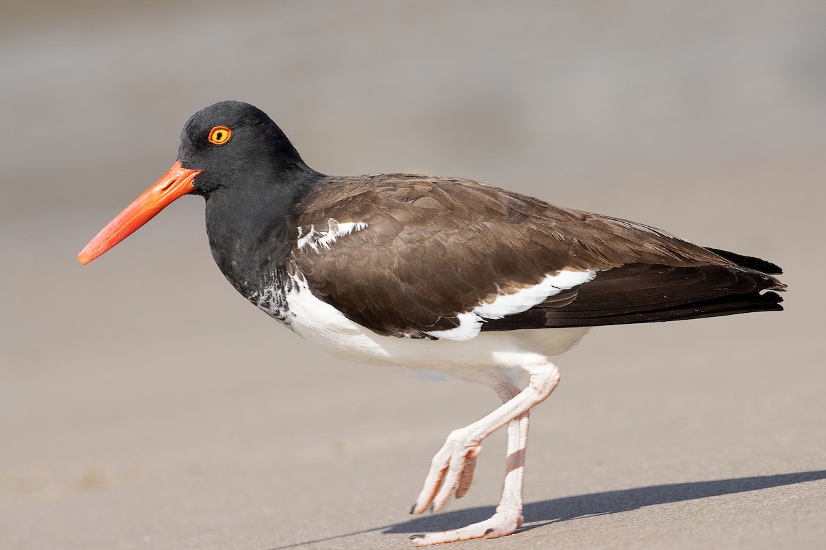 American Oystercatcher - ML247249391