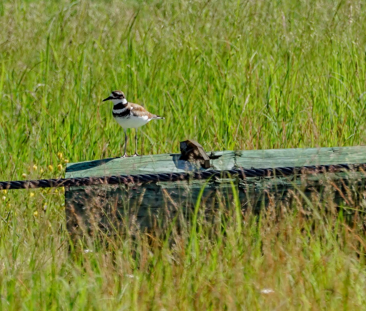 Killdeer - Malcolm Ketchum