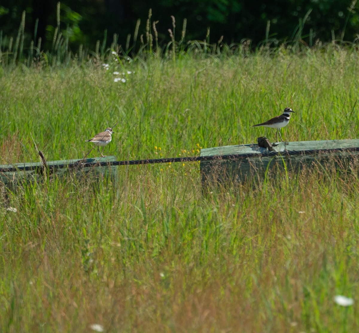 Killdeer - ML247249681